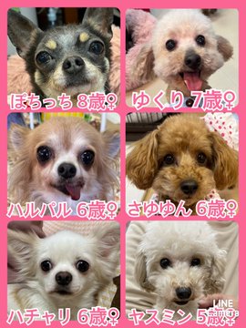 🐾今日の里親様募集中ワンコ🐶メンバーです🐾2023,5,3【保護犬カフェ天神橋店】